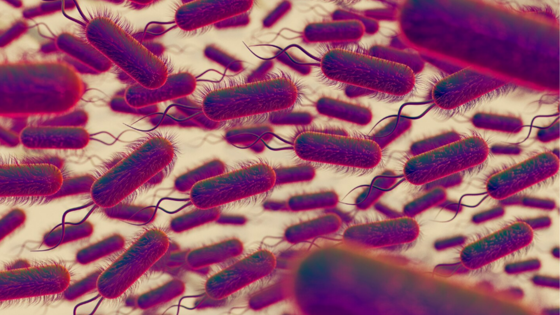Helicobacter pylori | Endostar